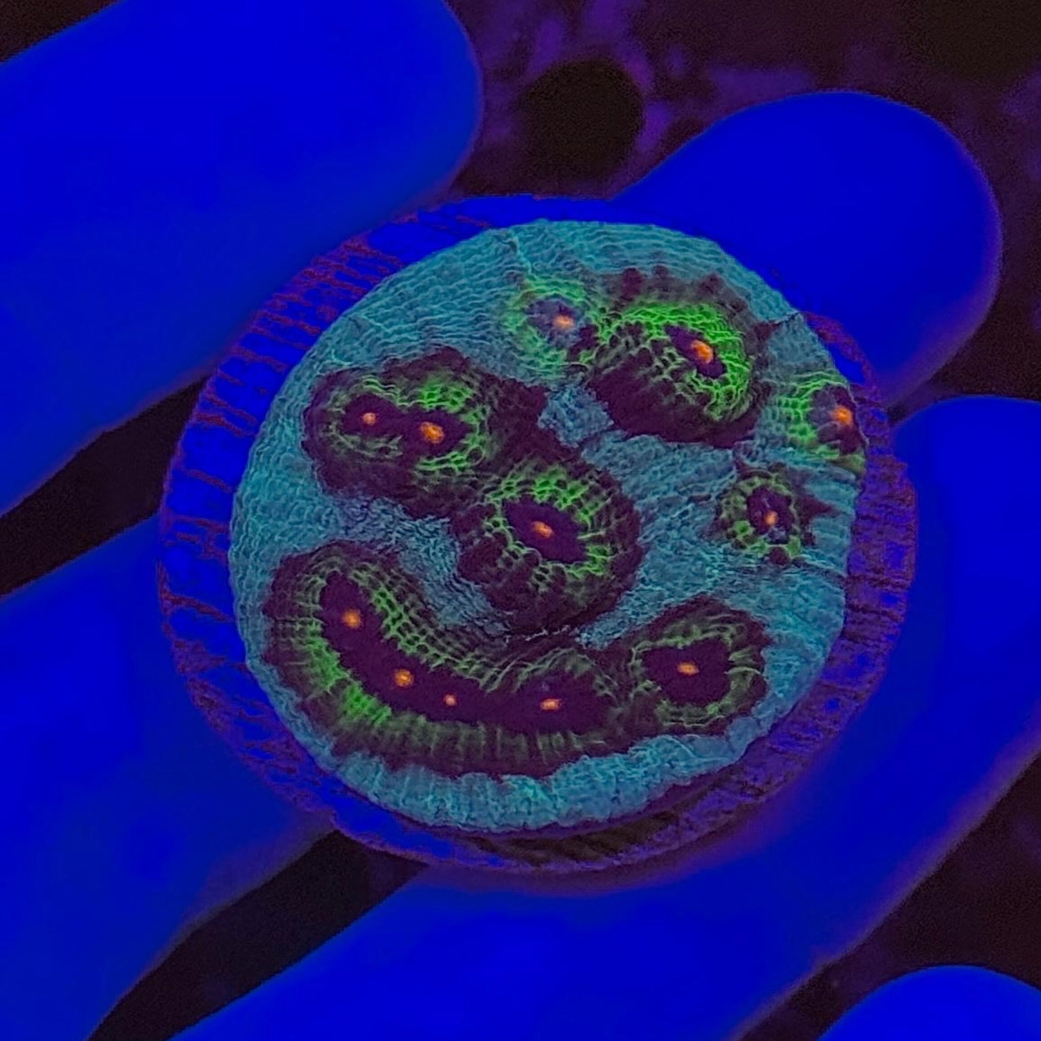 Avatar Chalice - Aqua Group