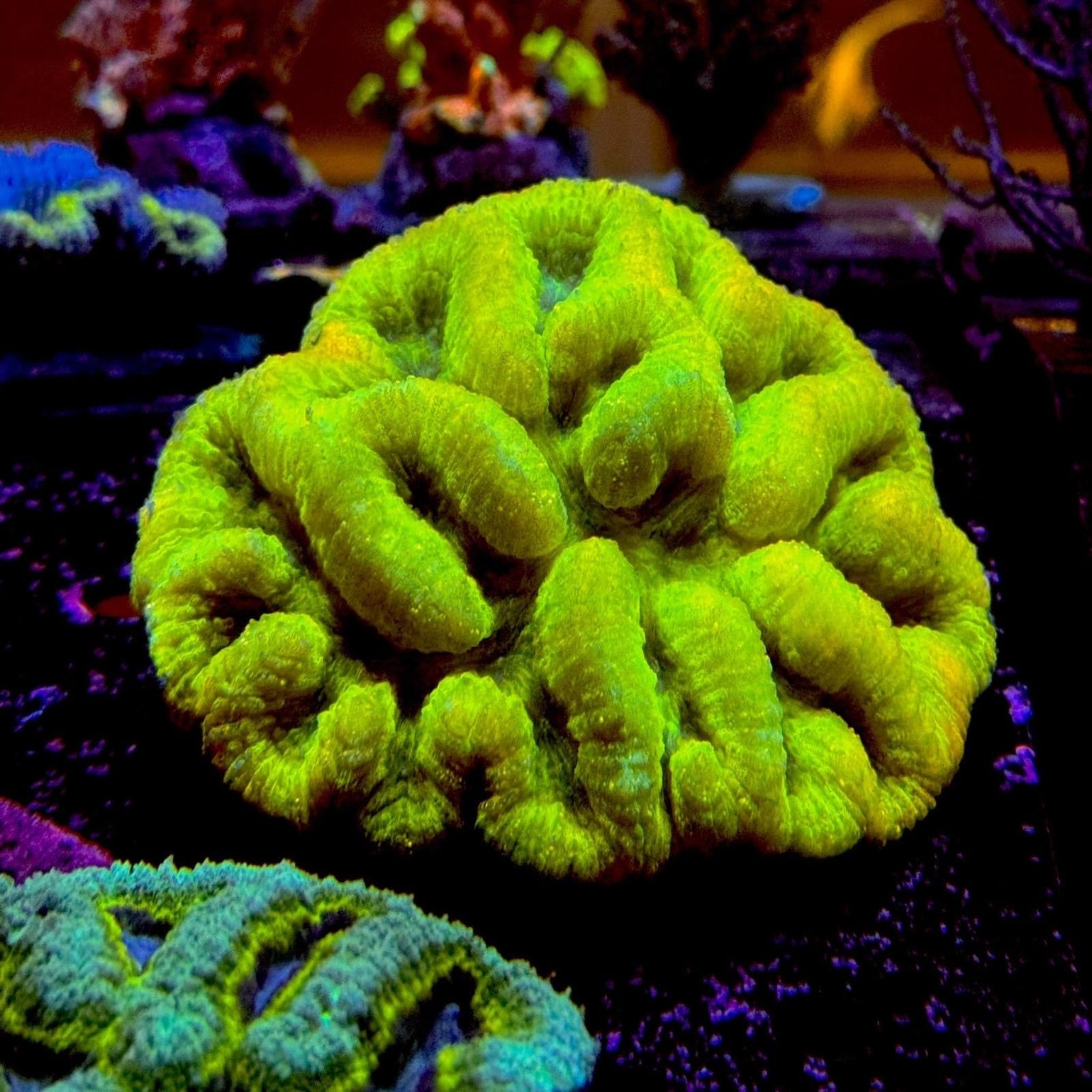 Ultrasonic Symphyllia