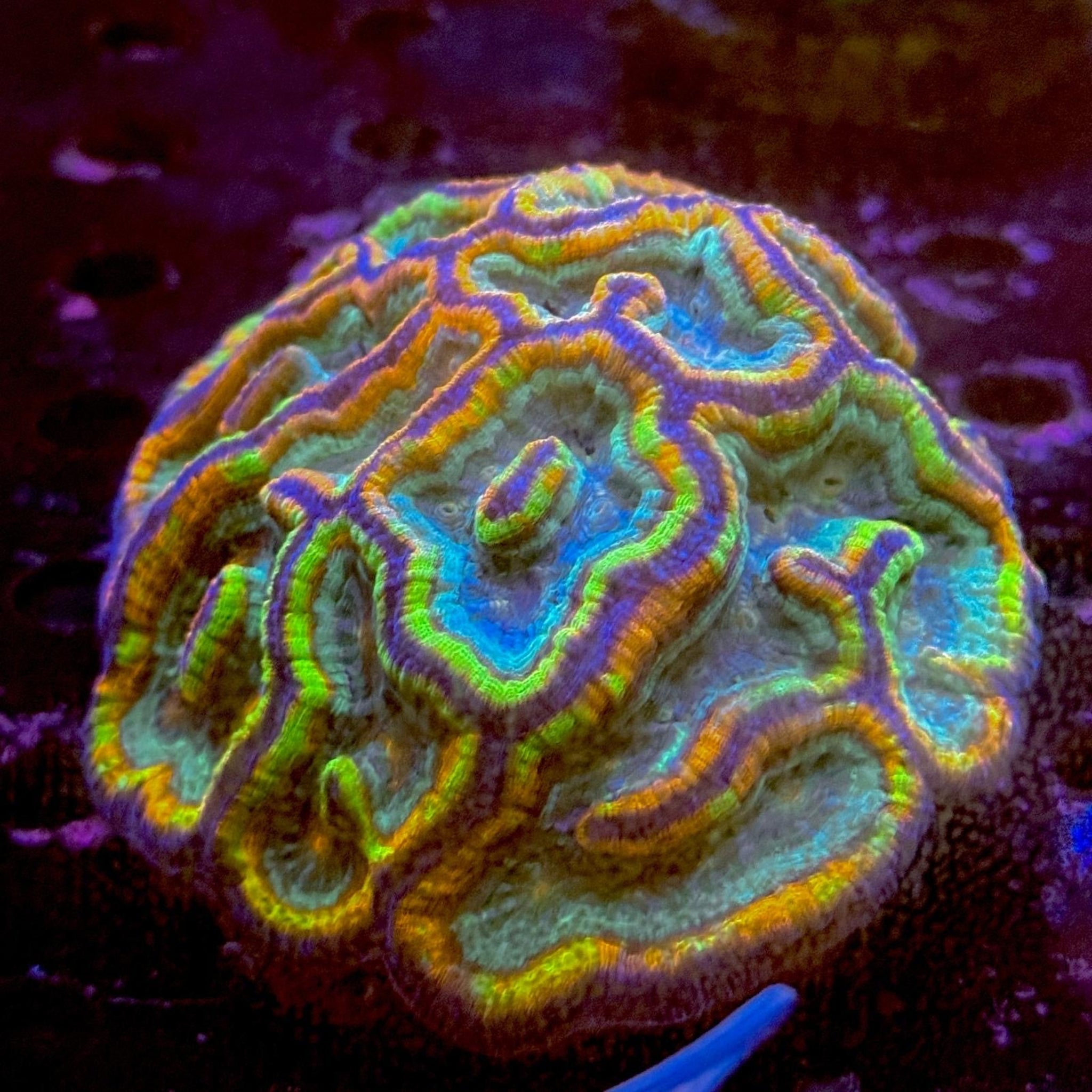 AAA Grade Rainbow Wilsoni