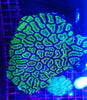 Acanthastrea Lord XL Green Colony