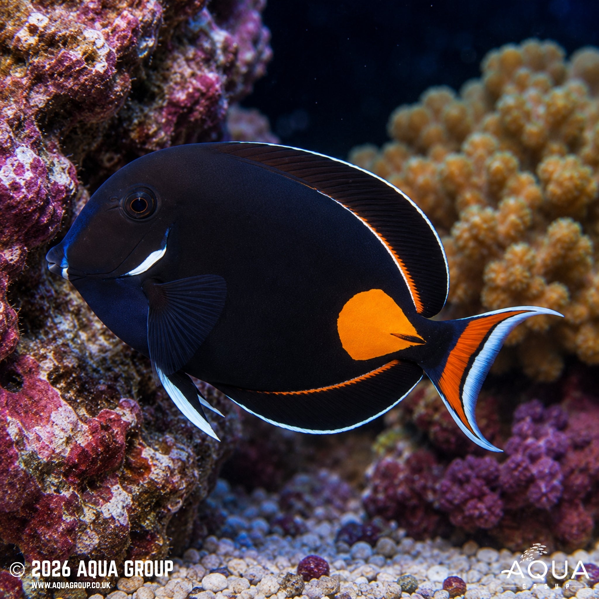 Achilles Tang - Acanthurus achilles