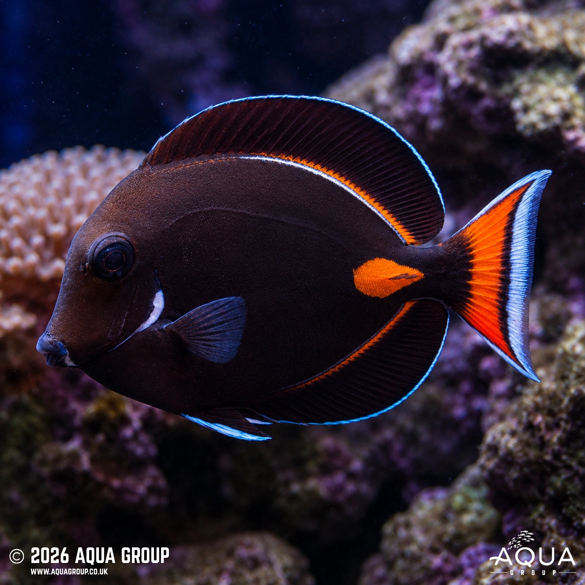 Achilles Tang - Acanthurus achilles - Aqua Group