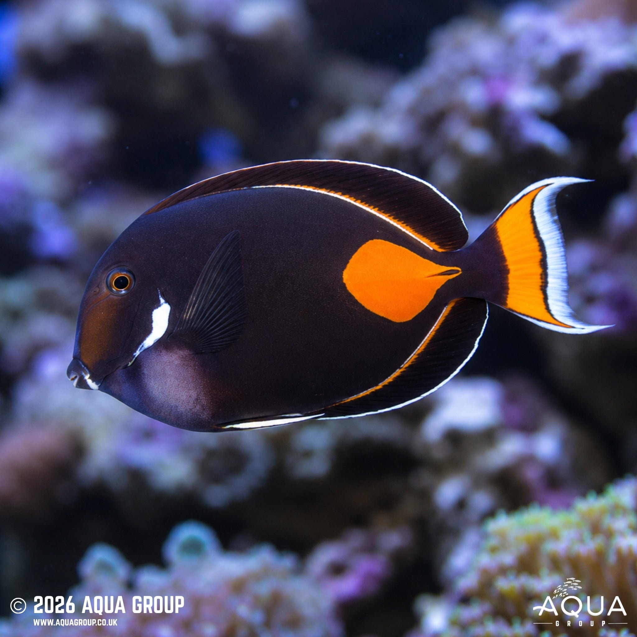 Achilles Tang - Acanthurus achilles