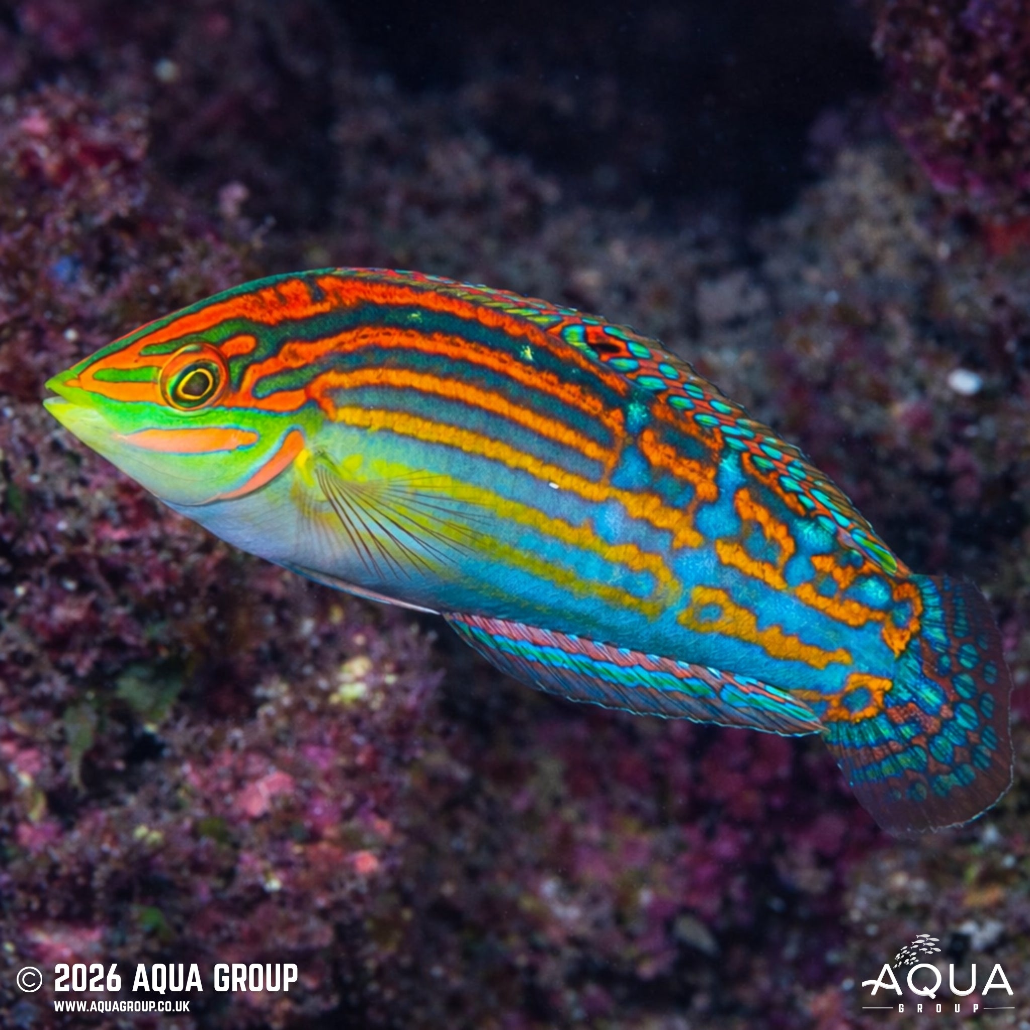 Adorned Wrasse - Halichoeres cosmetus - Aqua Group