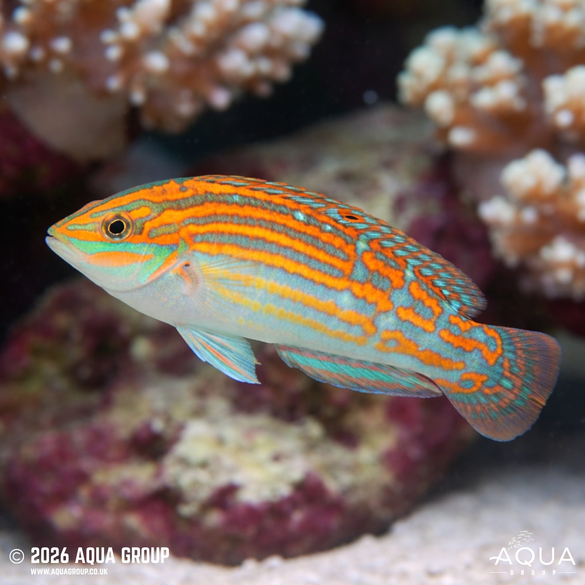 Adorned Wrasse - Halichoeres cosmetus - Aqua Group