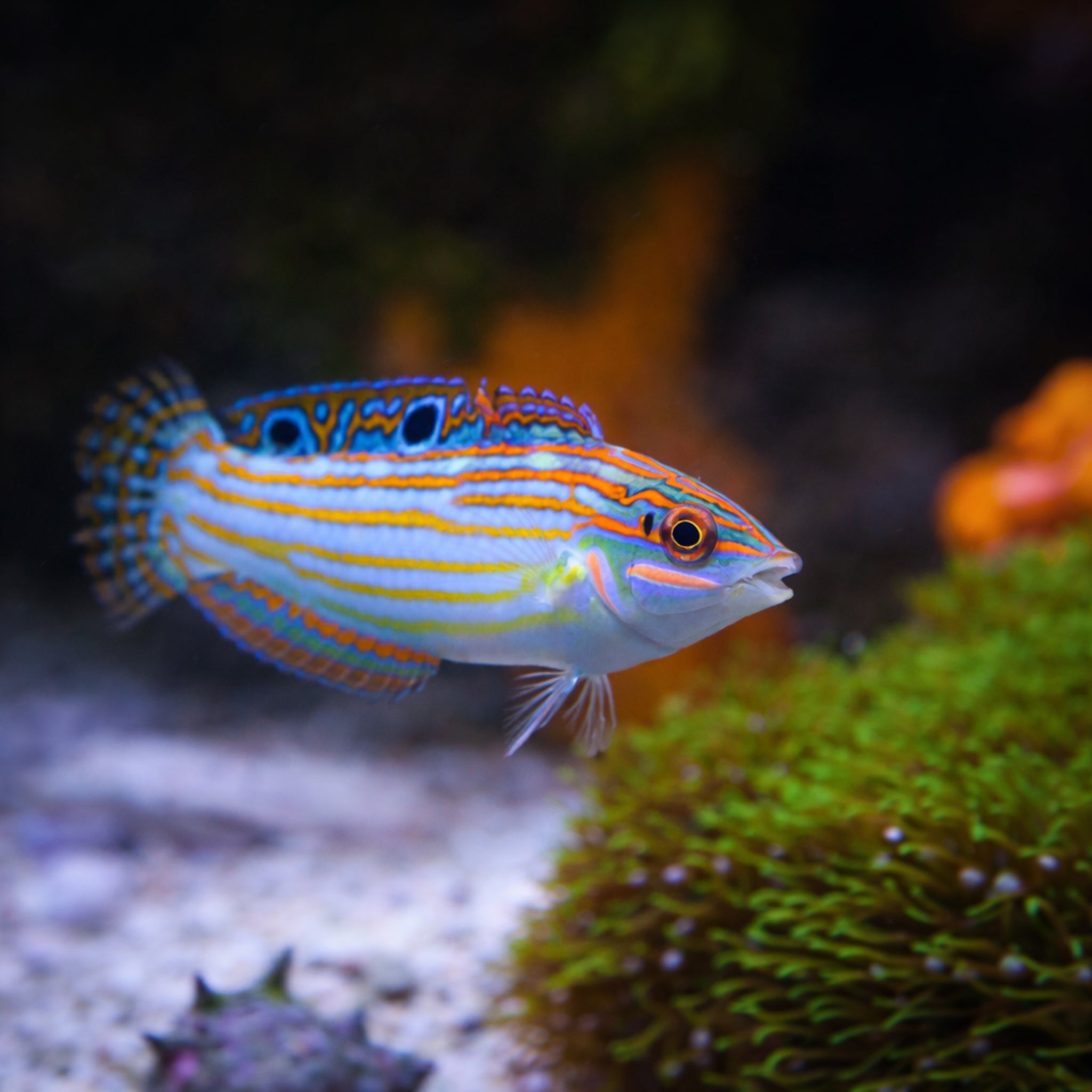 Adorned Wrasse - Halichoeres cosmetus - Aqua Group