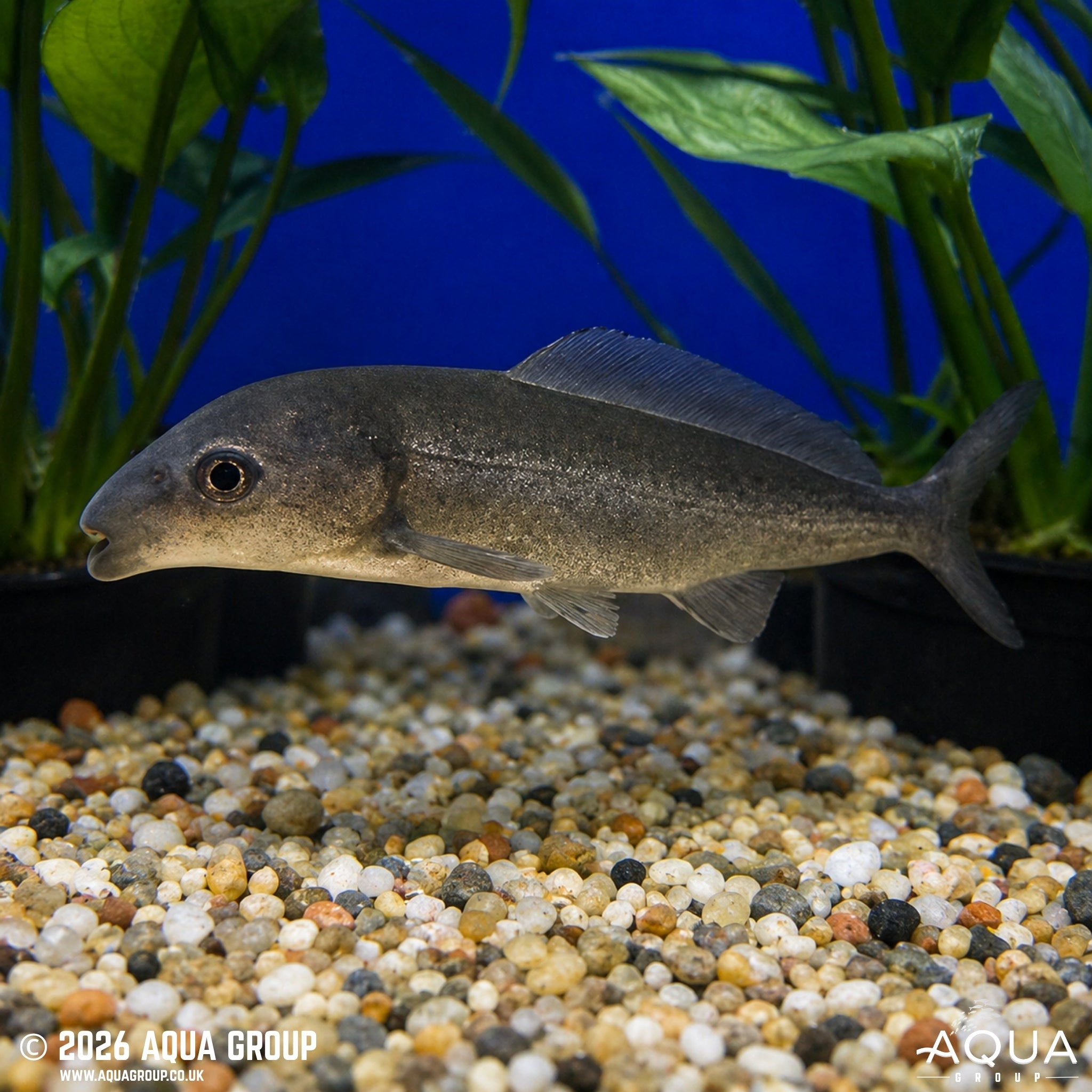 African Freshwater Dolphin - Mormyrus longirostris