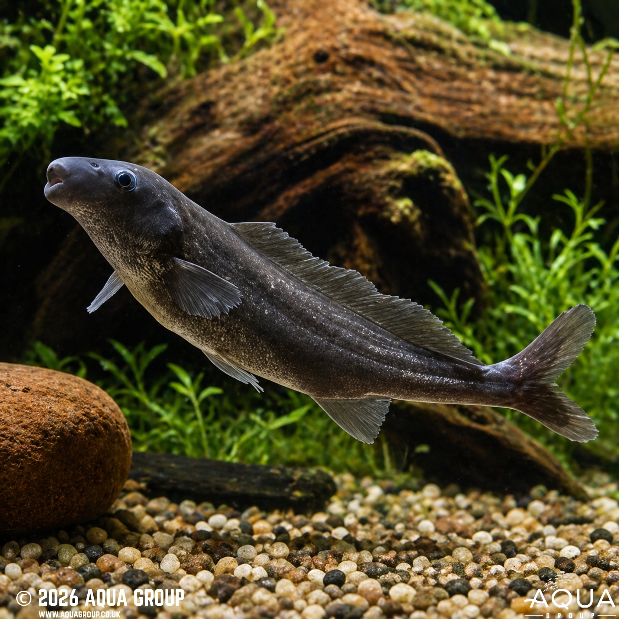 African Freshwater Dolphin - Mormyrus longirostris