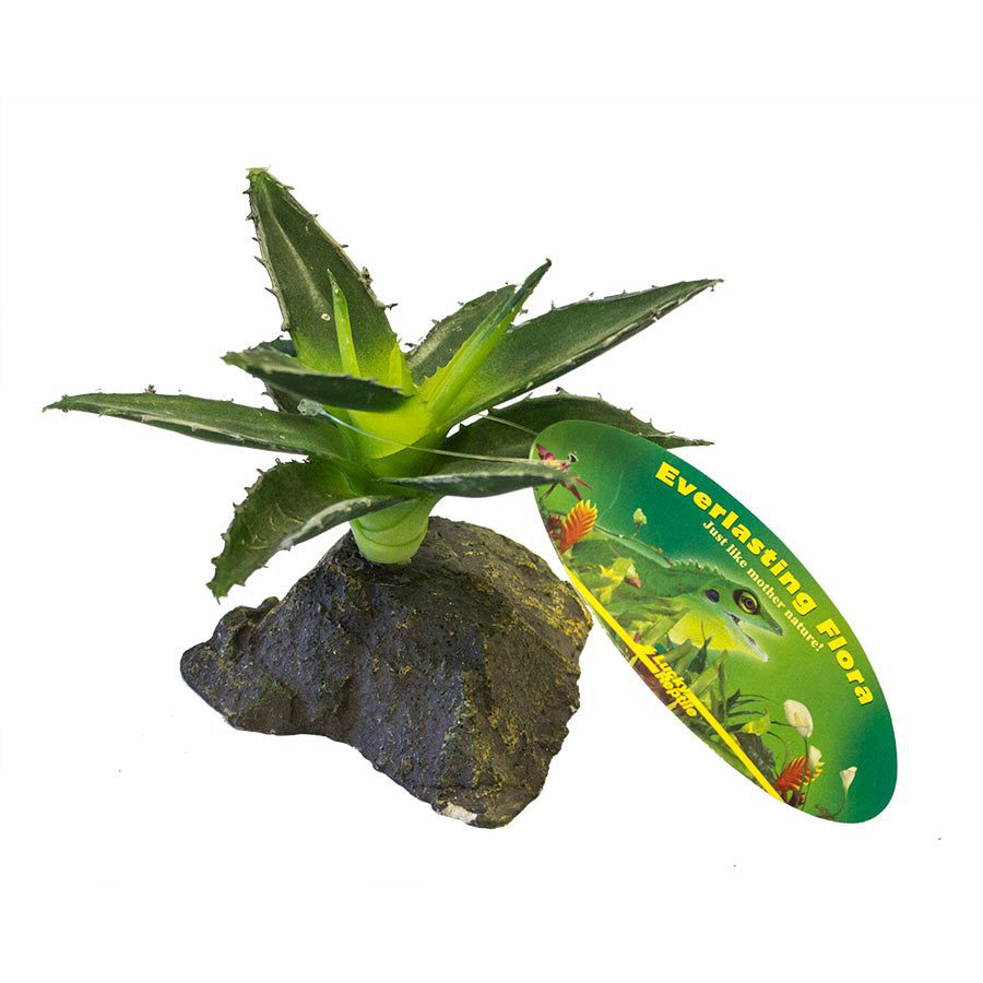Agava Small - 10cm