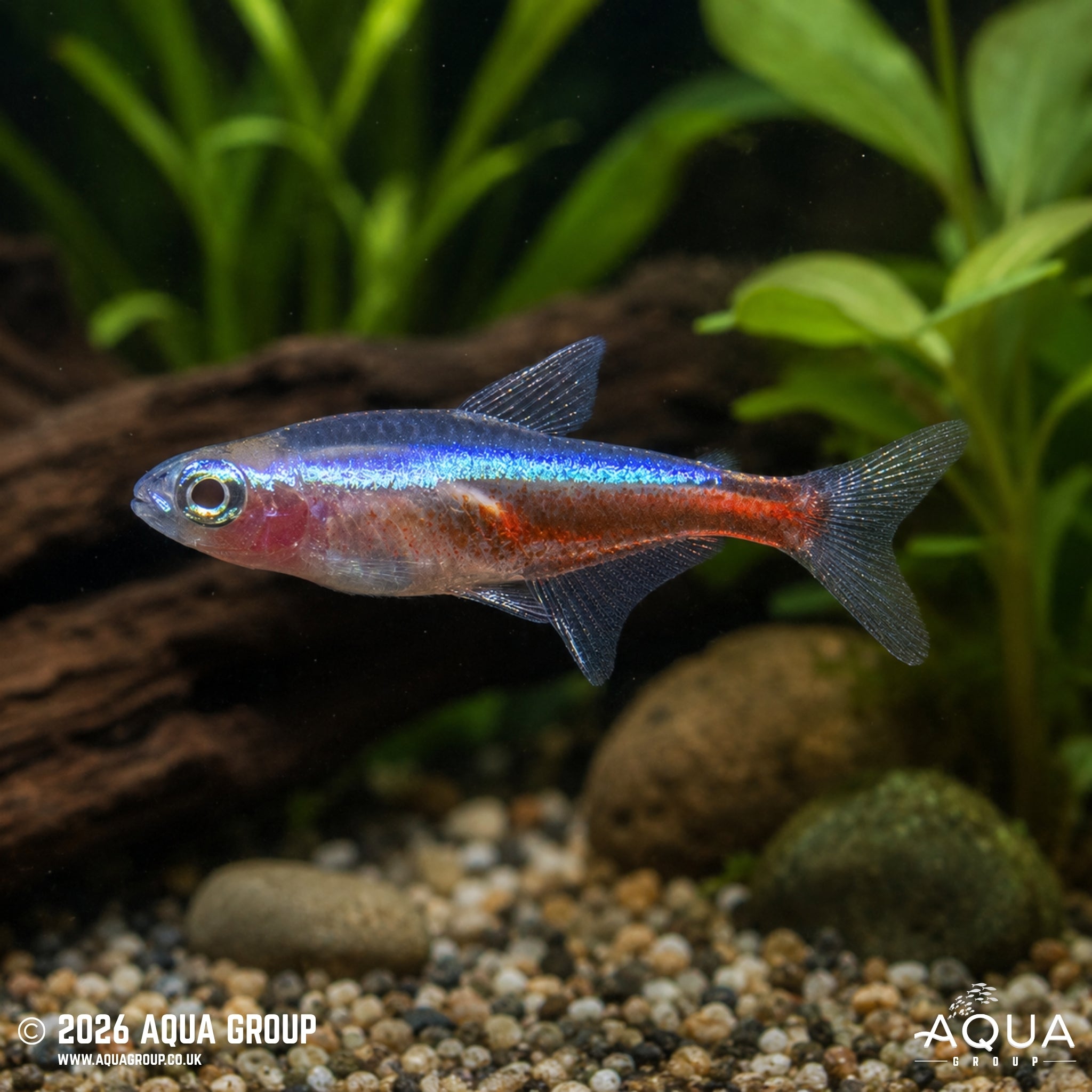 Albino Cardinal Tetra - Paracheirodon axelordi
