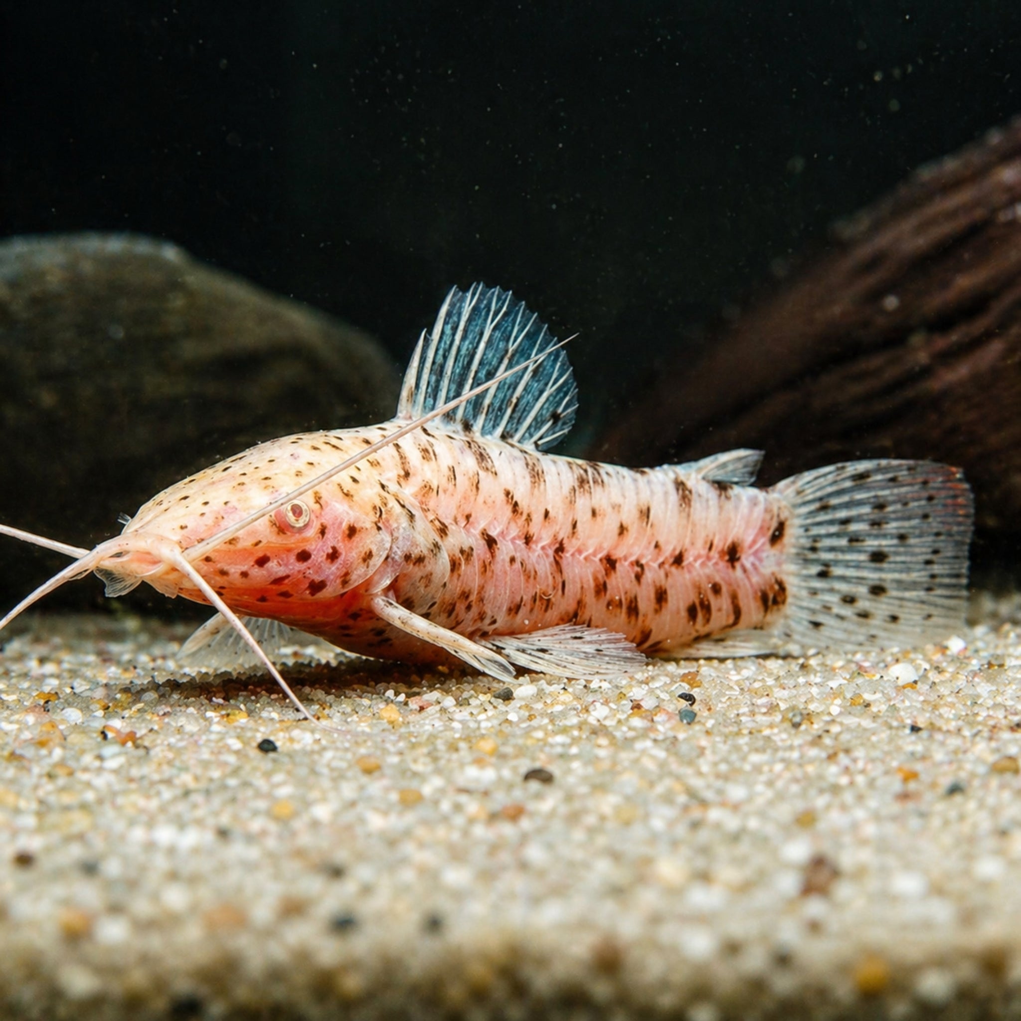 Albino Hoplo Catfish - Megalechis thoracata