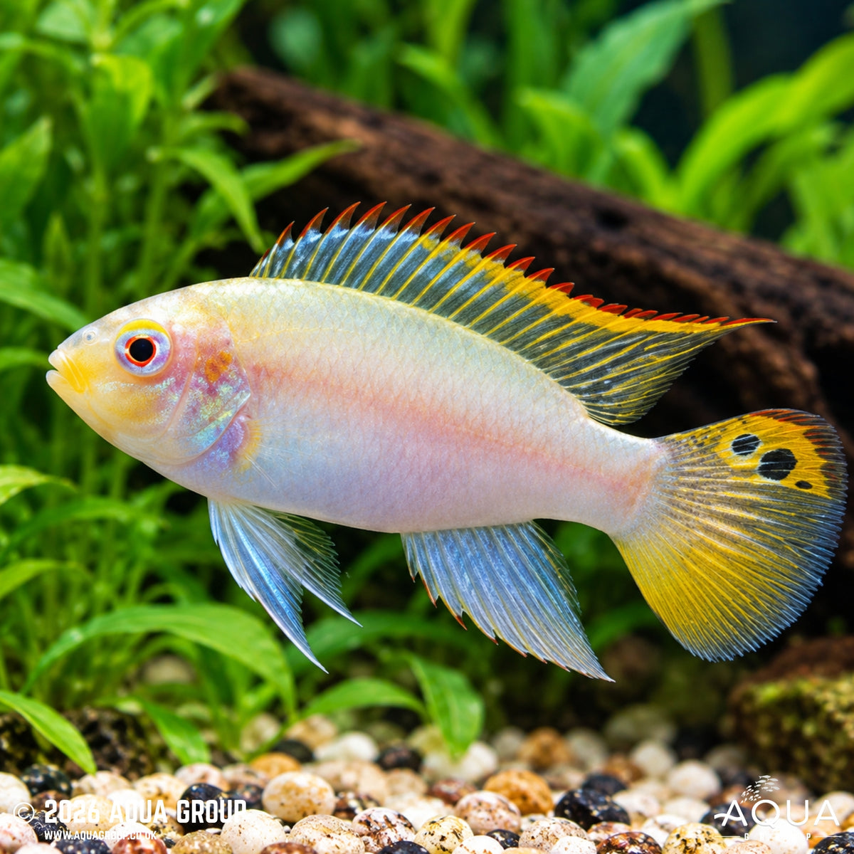 Albino Kribensis – Pelvicachromis pulcher var.