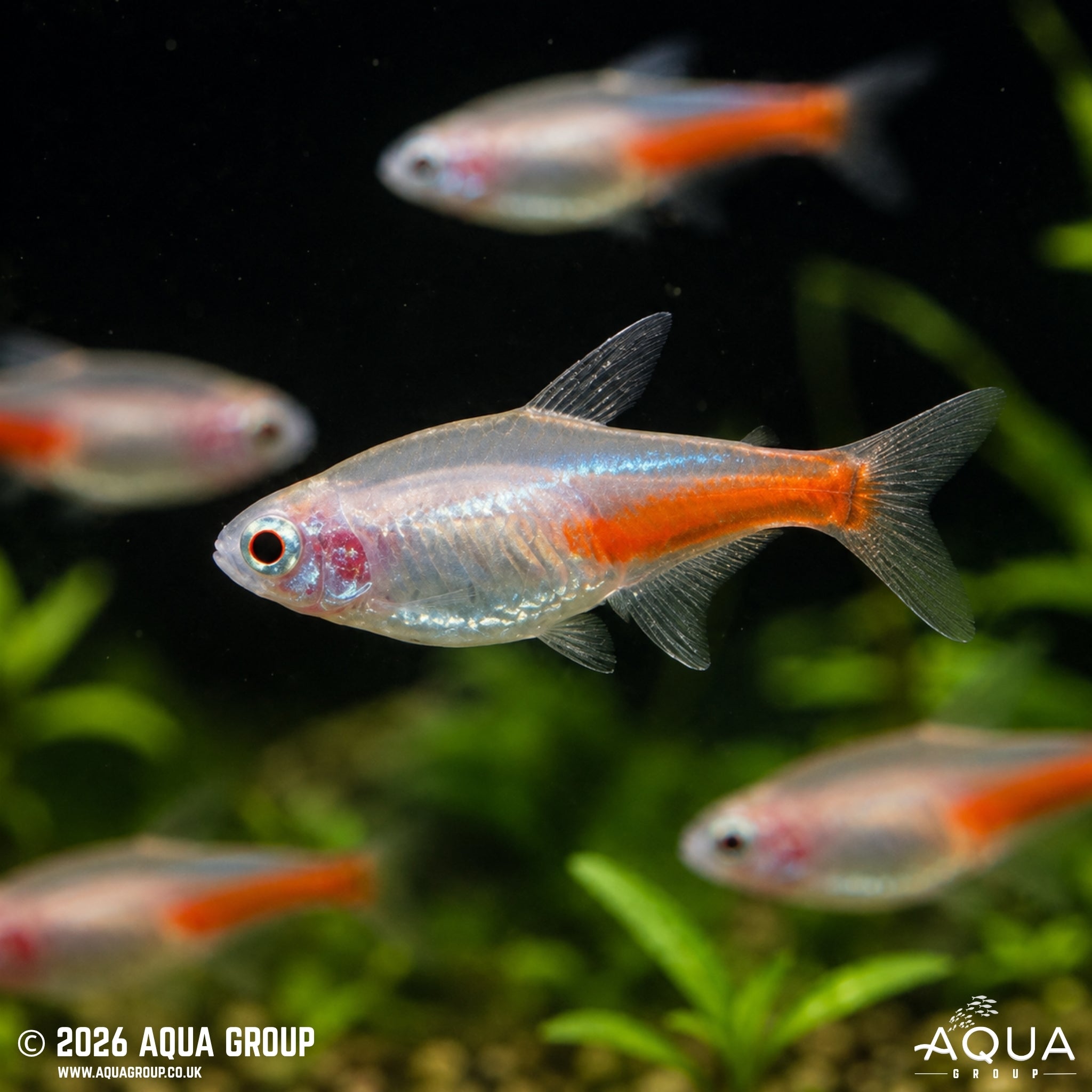 Albino Neon Tetra - Paracheirodon innesi
