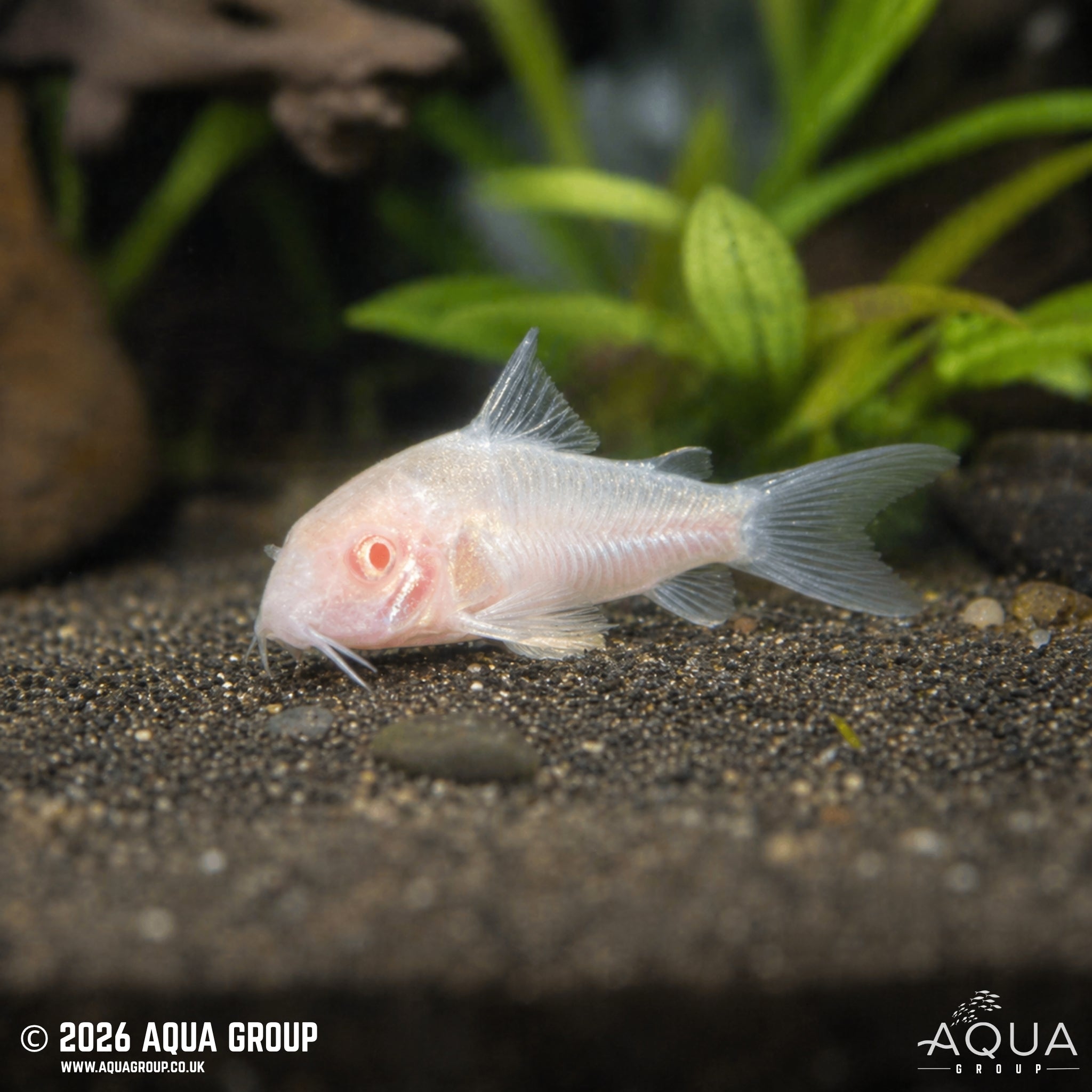 Albino Panda Cory - Hoplisoma panda