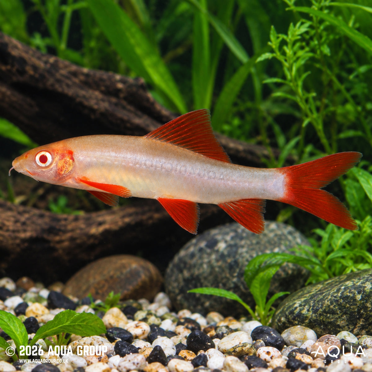 Albino Red Fin Shark - Epalzeorhynchos frenatum