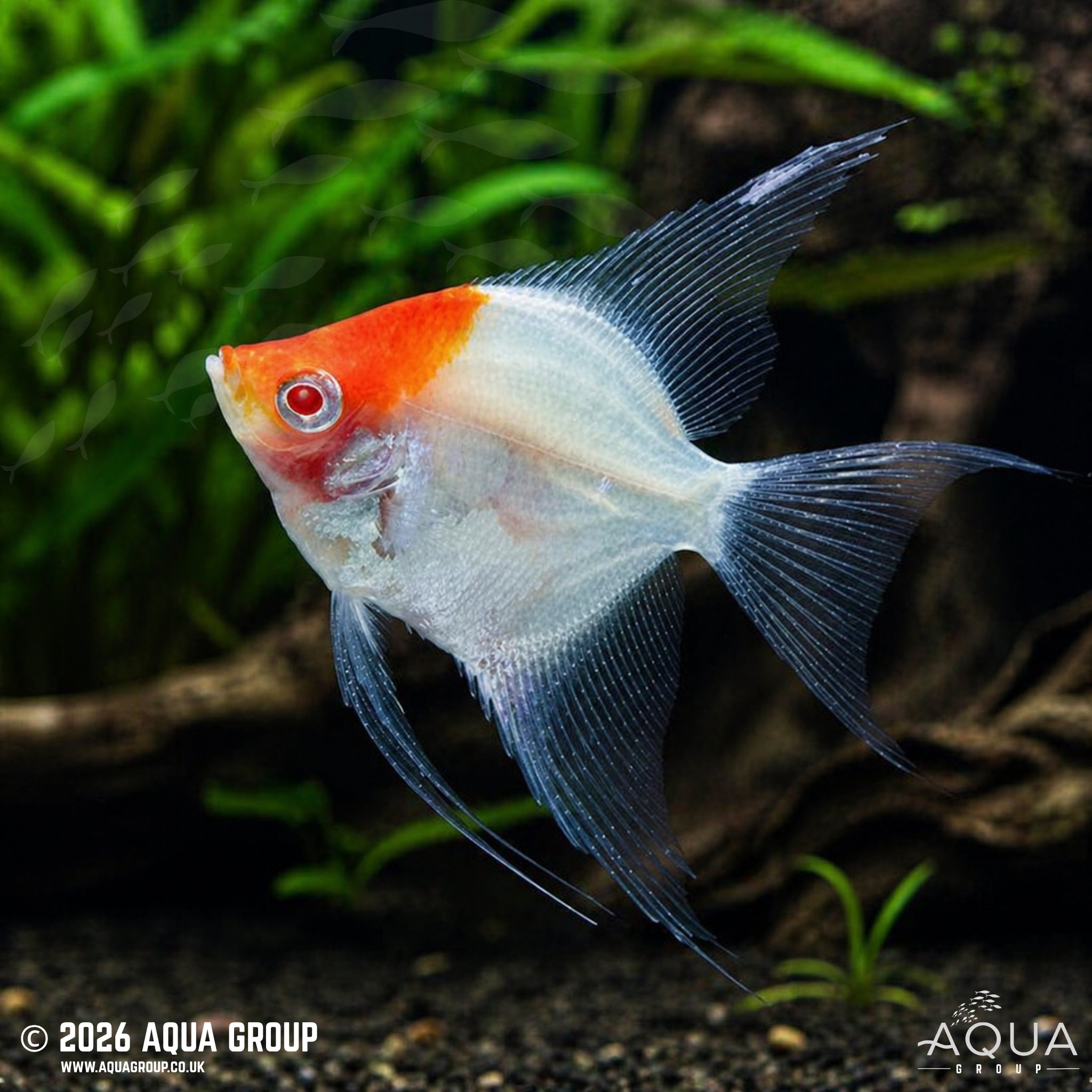 Albino Red Cap Angelfish - Pterophyllum scalare