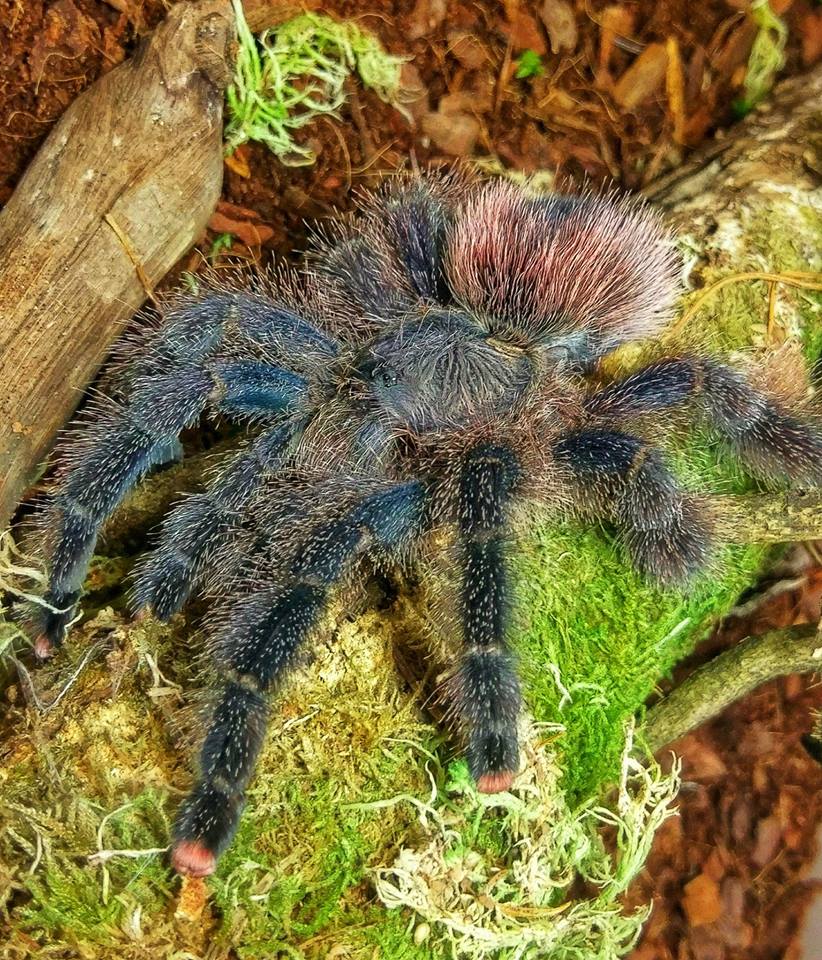 Avicularia Variegata- Amazon Giant Pink Toe
