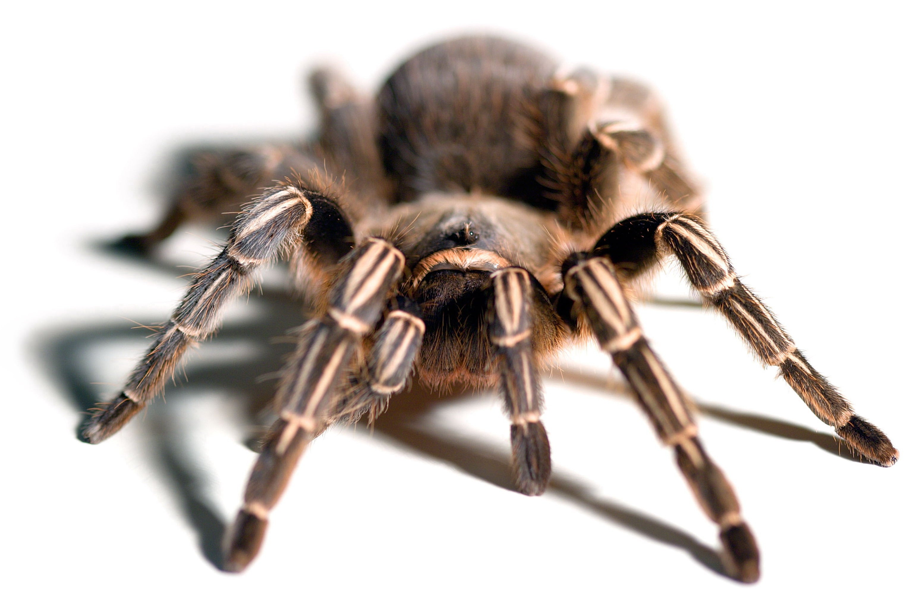 Aphonopelma seemani (Stripe Knee) Sub-Adult