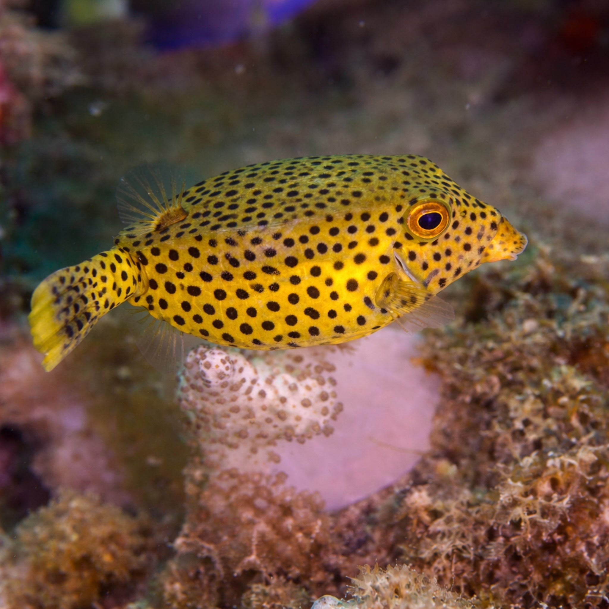 Arabian Boxfish - Ostracion cyanurus