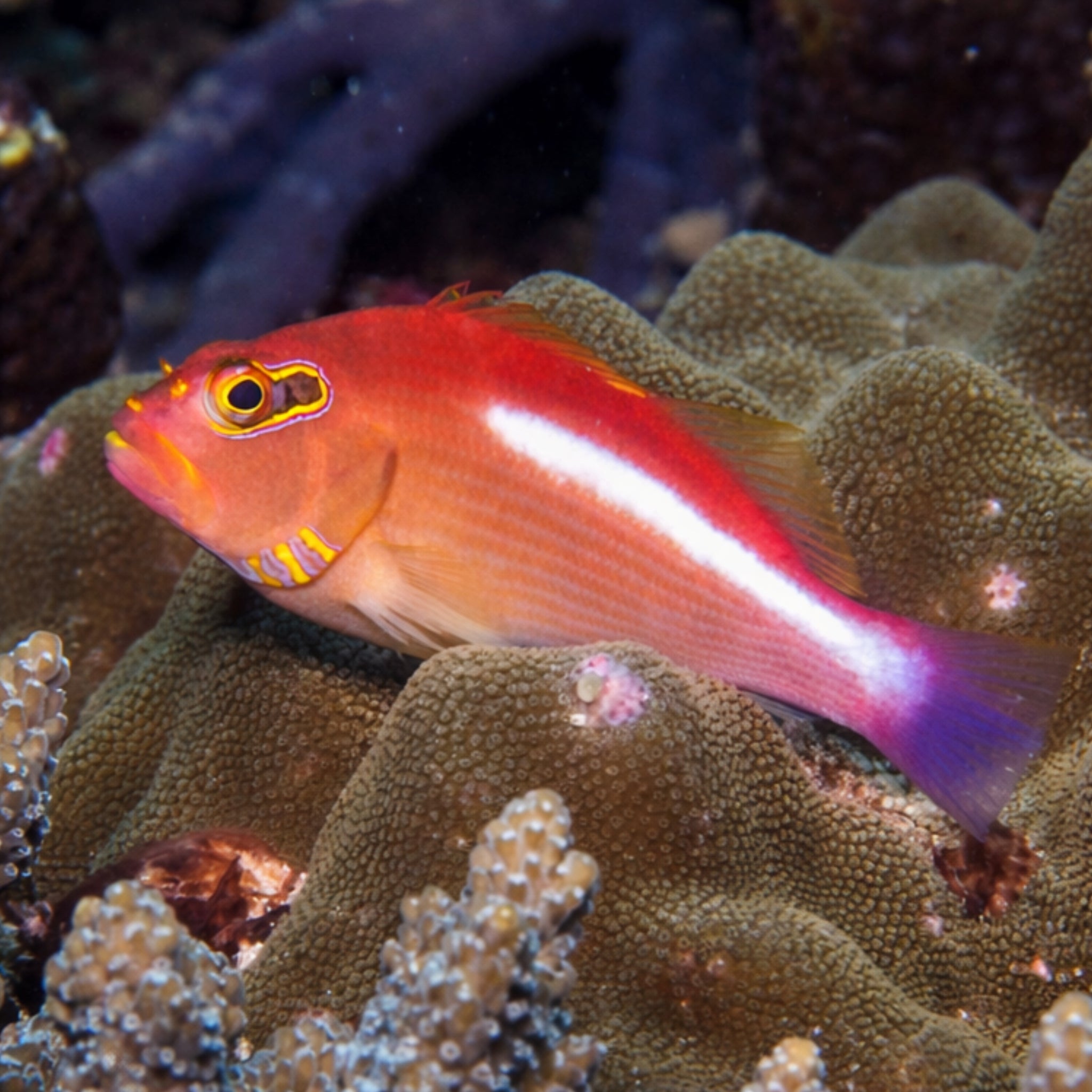 Arc Eye Hawkfish - Paracirrhites arcatus