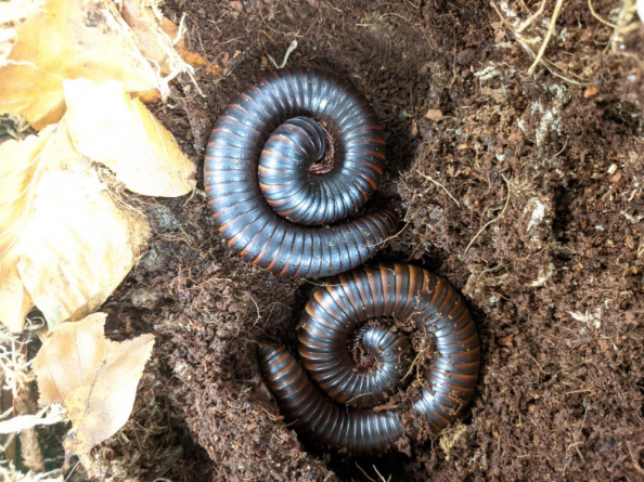 Archispirostreptus gigas (Giant African Millipede) 15cm