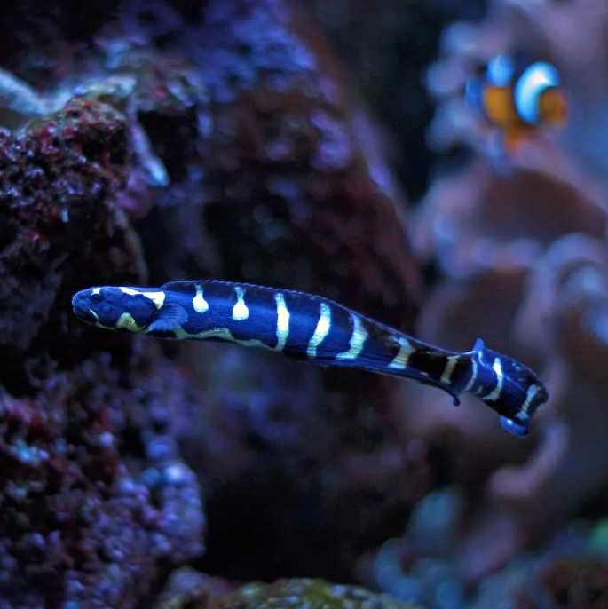 Arrow Goby - Aqua Group