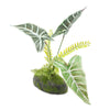 Artificial Philodendron Red Emerald Plant - 30cm