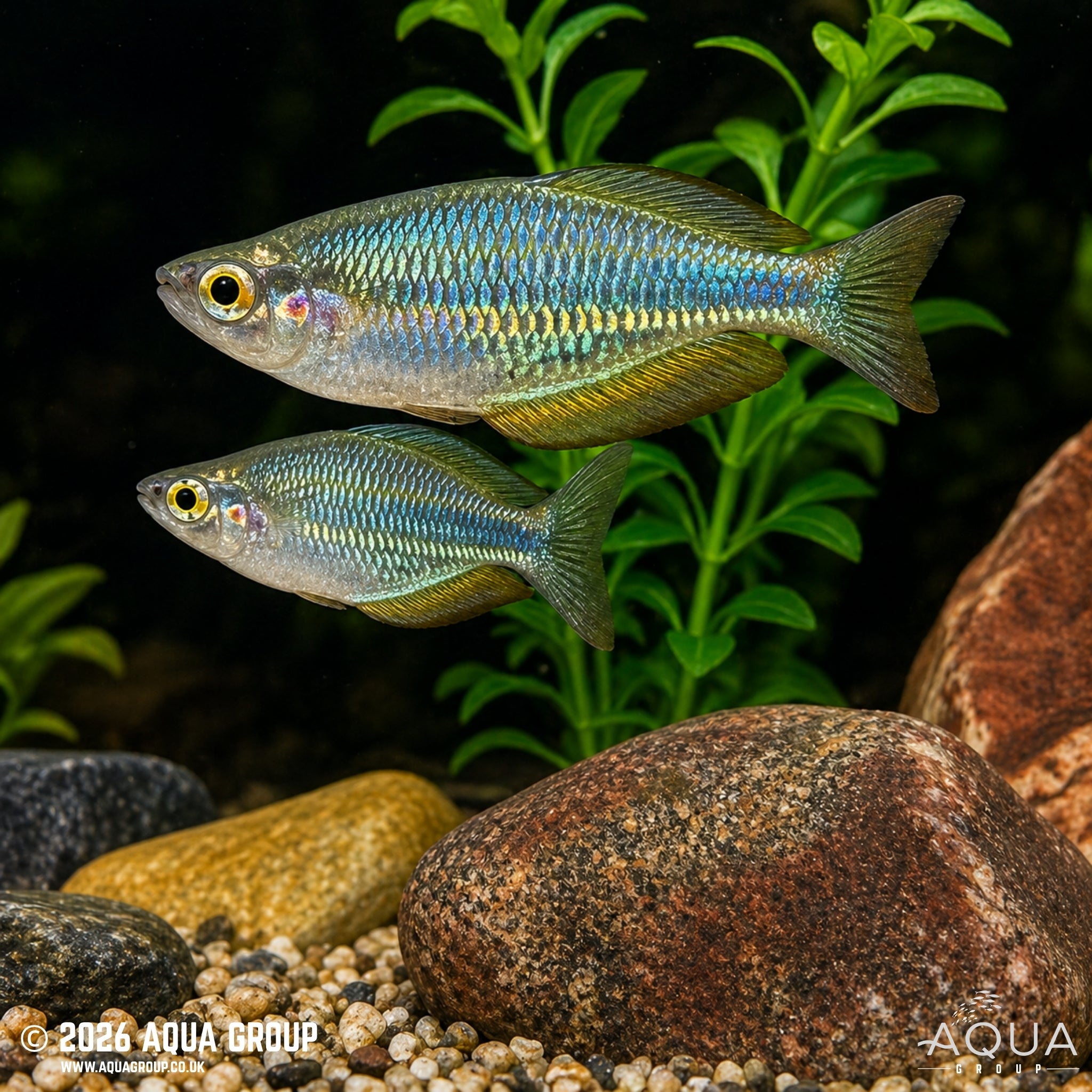 Aru Rainbowfish - Melanotaenia picta