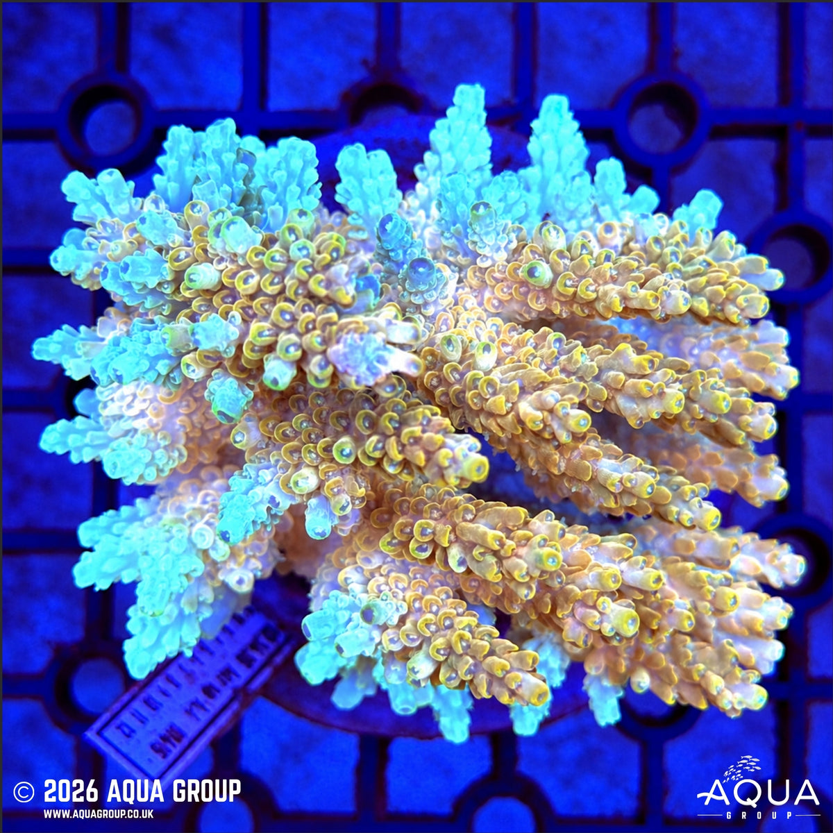 Assorted Acropora #10 - WYSIWYG