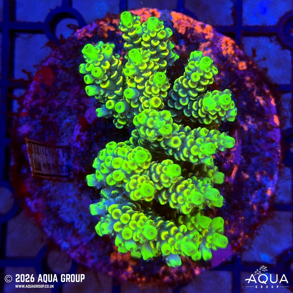 Assorted Acropora #11 - WYSIWYG