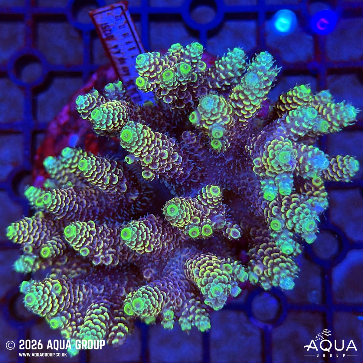 Assorted Acropora #13 - WYSIWYG