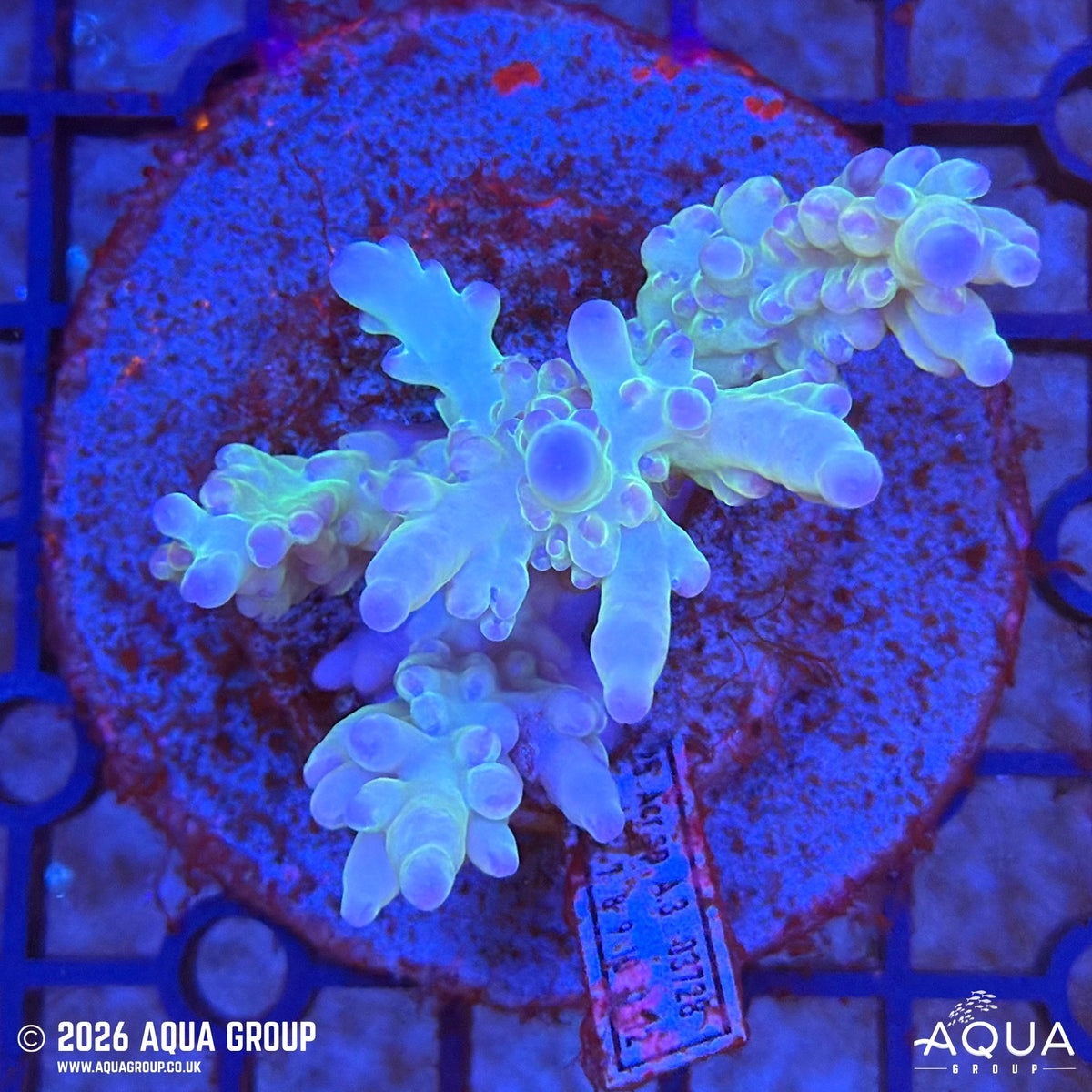 Assorted Acropora #15 - WYSIWYG