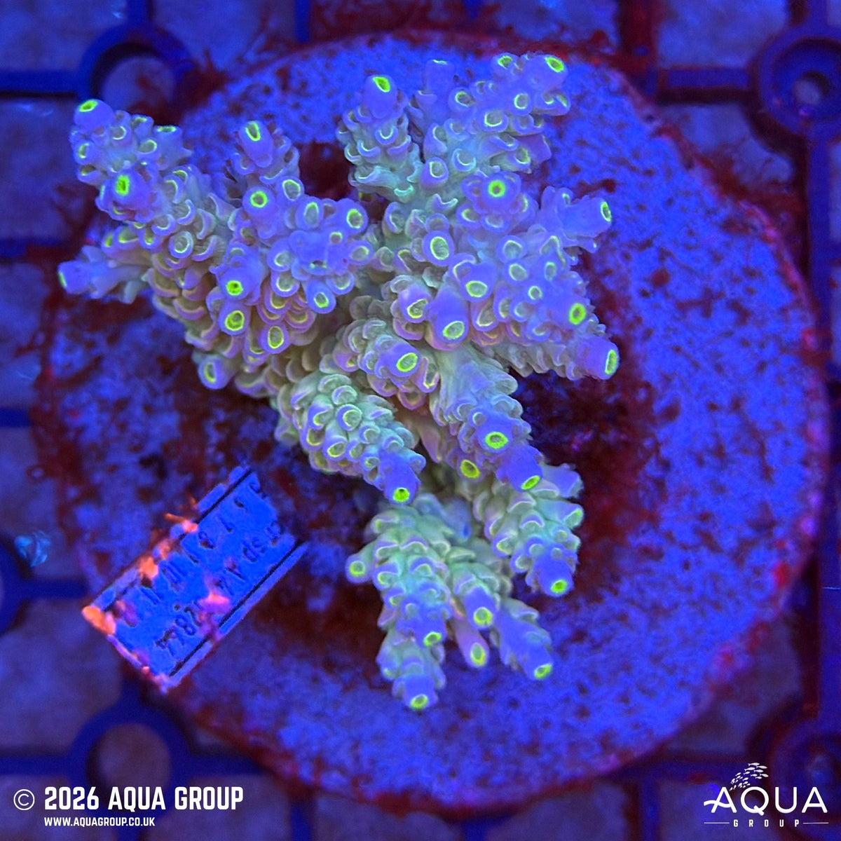 Assorted Acropora #16 - WYSIWYG