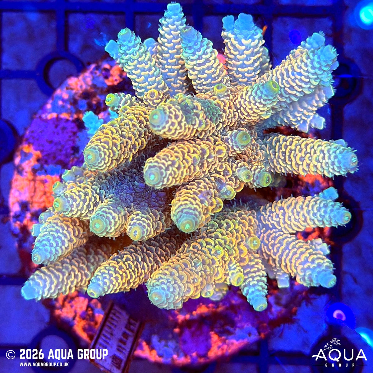 Assorted Acropora #21 - WYSIWYG