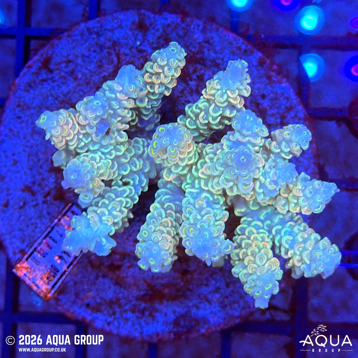 Assorted Acropora #26 - WYSIWYG