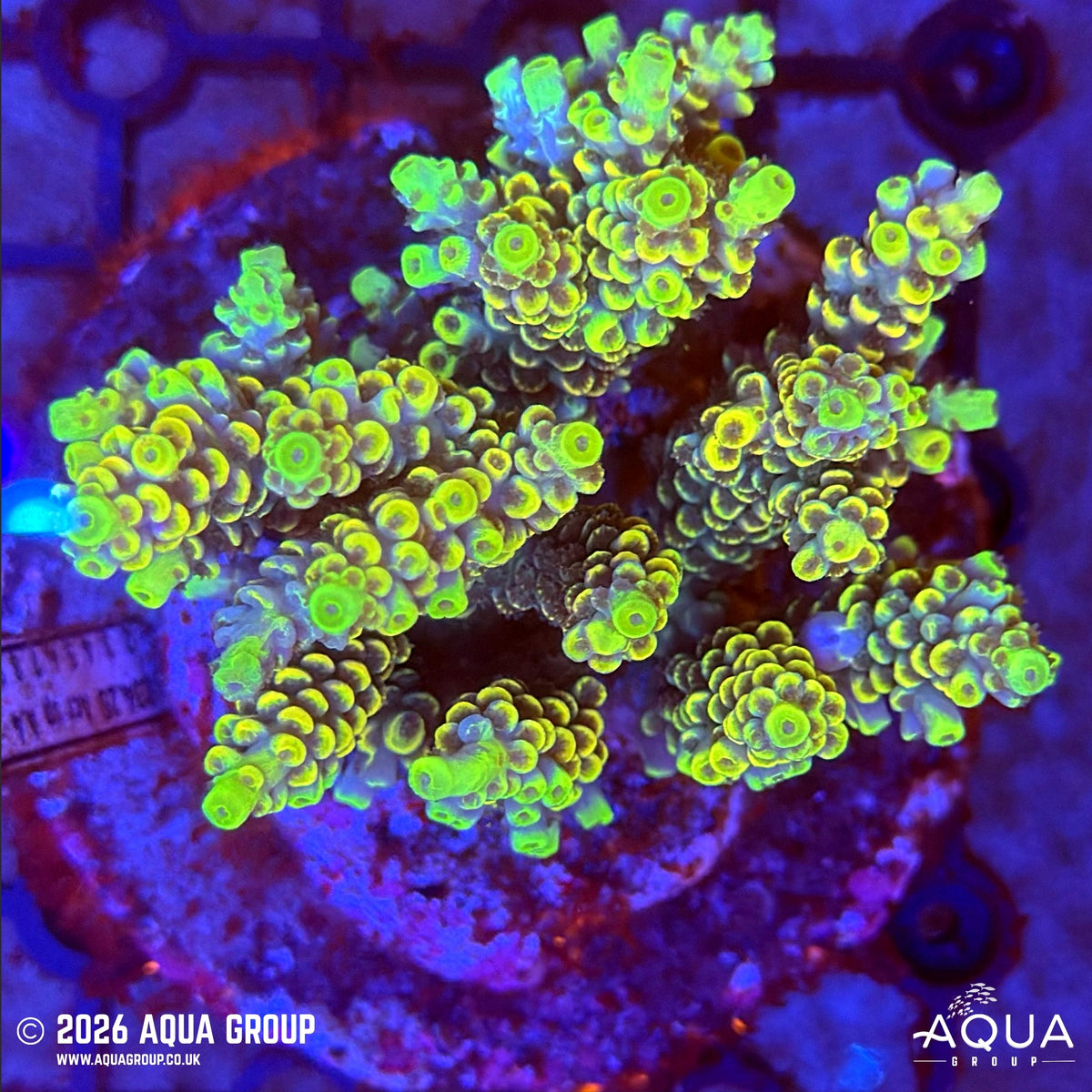 Assorted Acropora #31 - WYSIWYG