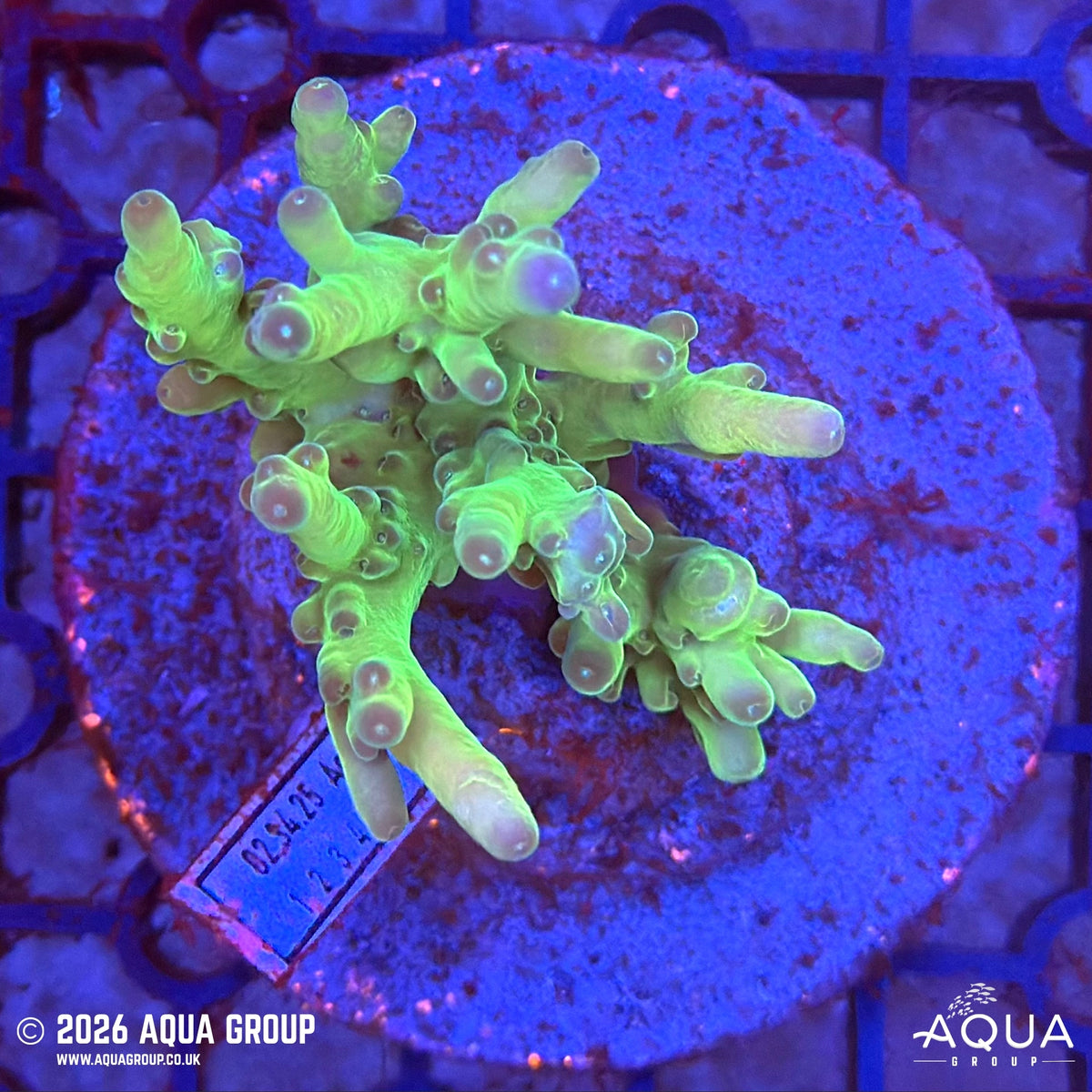 Assorted Acropora #32 - WYSIWYG