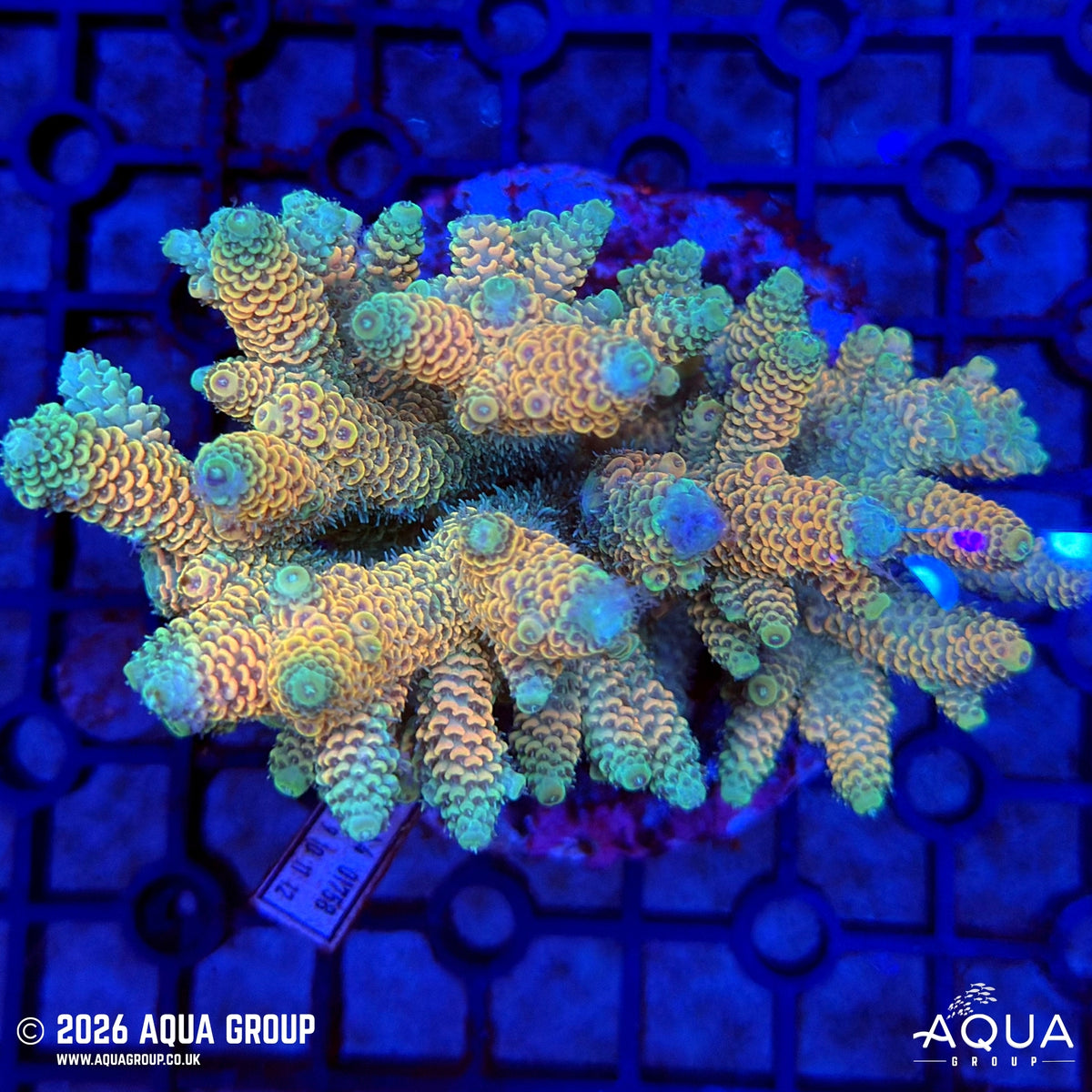 Assorted Acropora #35 - WYSIWYG