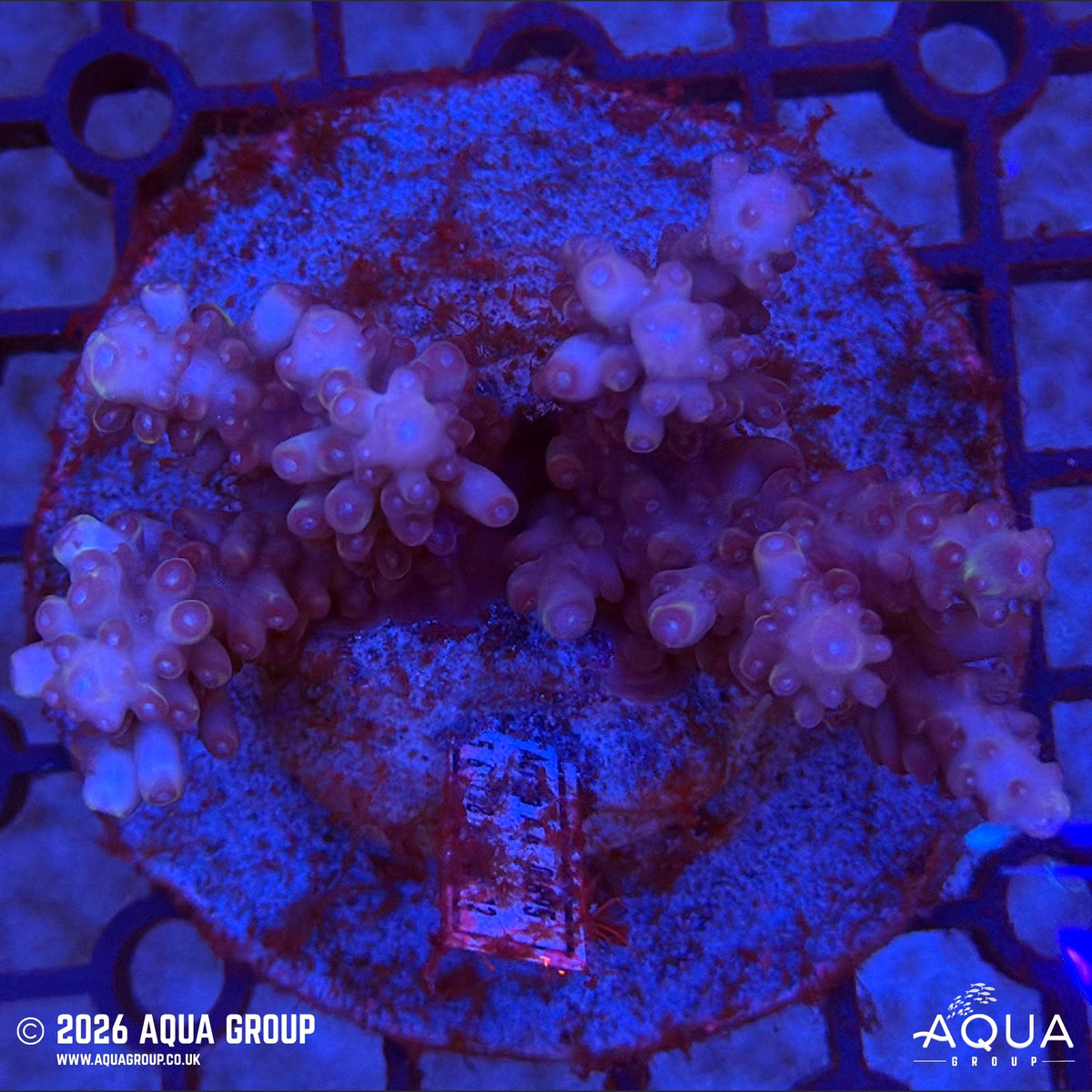 Assorted Acropora #39 - WYSIWYG