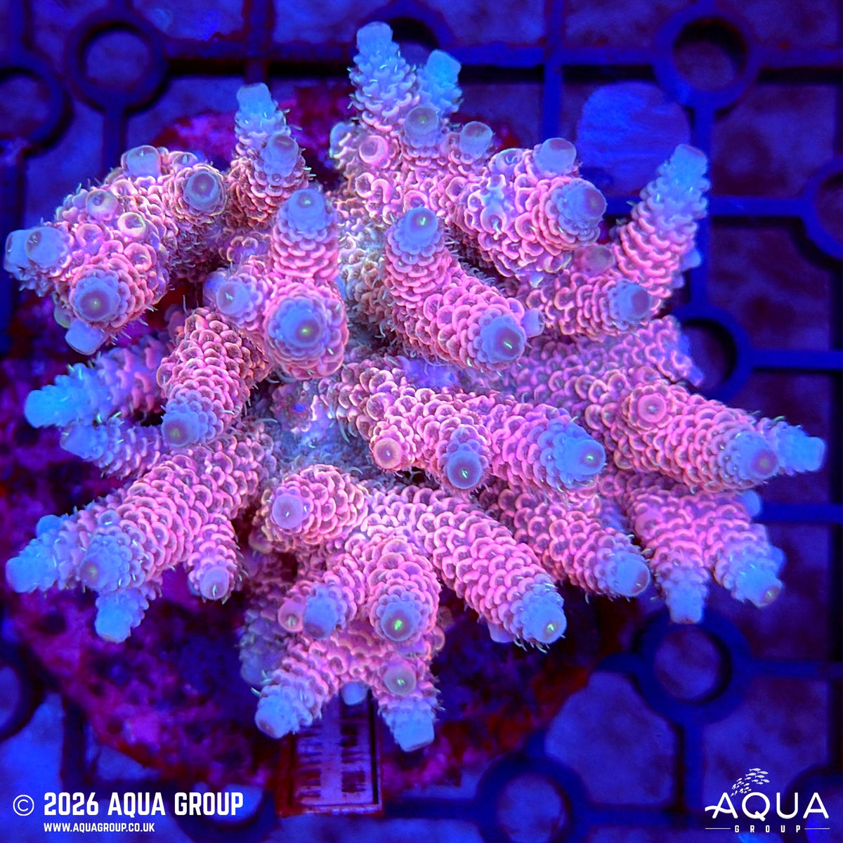 Assorted Acropora #4 - WYSIWYG