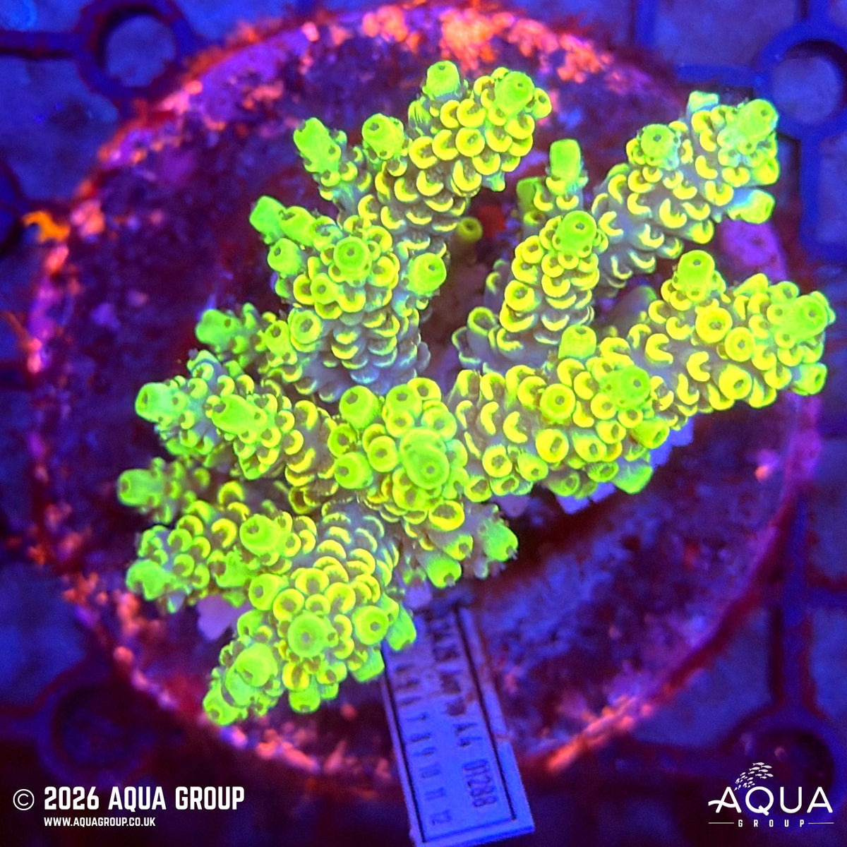 Assorted Acropora #41 - WYSIWYG