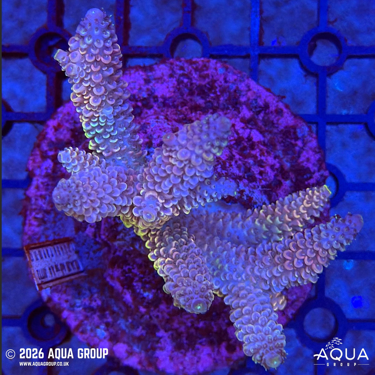 Assorted Acropora #45 - WYSIWYG