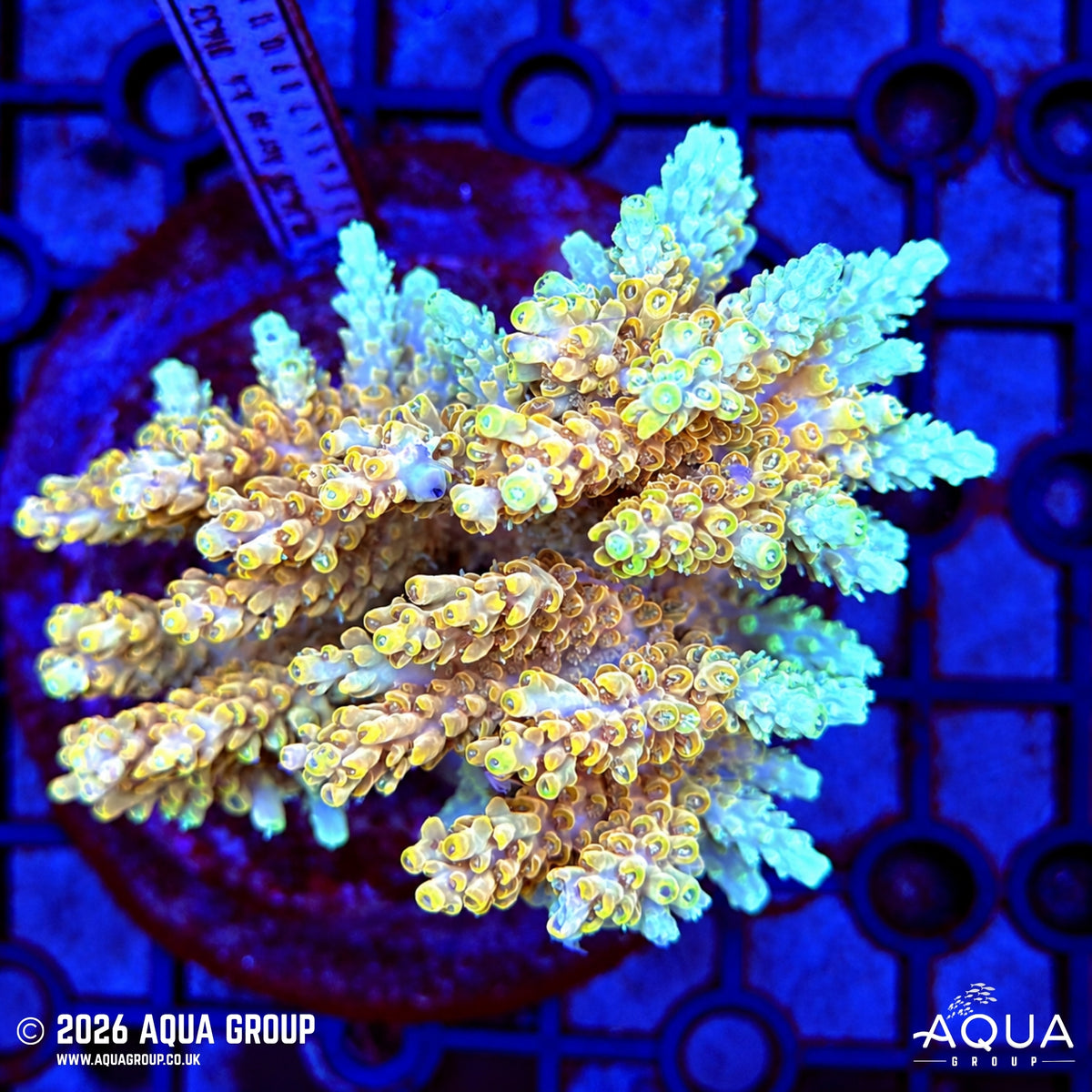 Assorted Acropora #46 - WYSIWYG