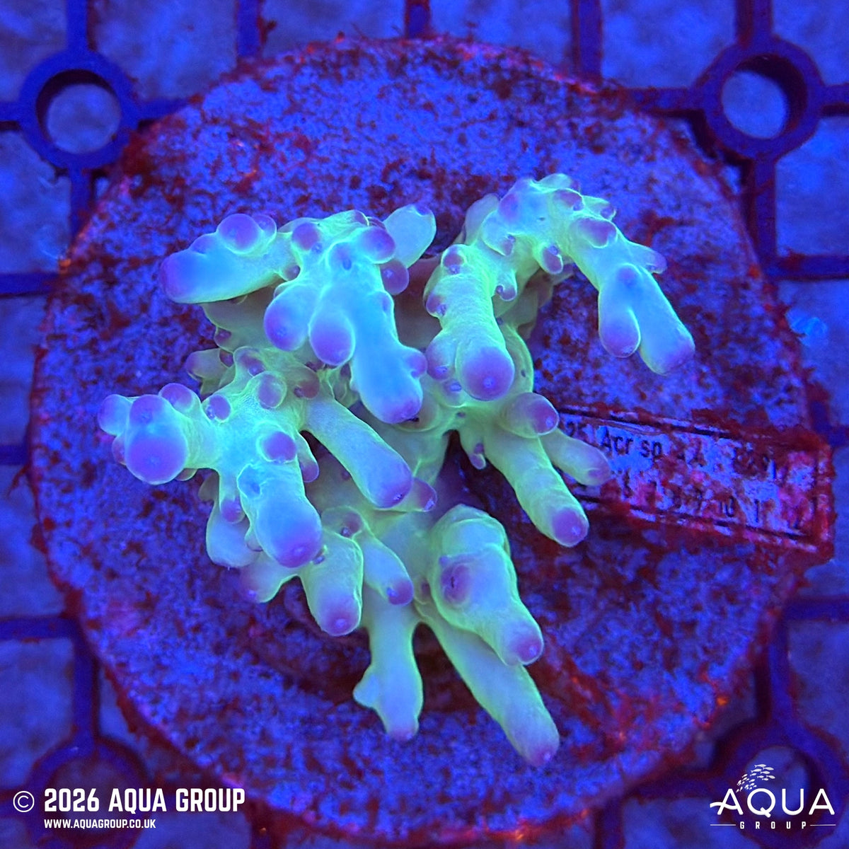 Assorted Acropora #47 - WYSIWYG