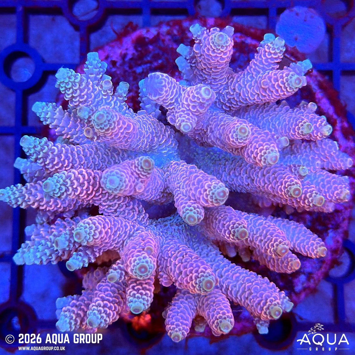Assorted Acropora #5 - WYSIWYG