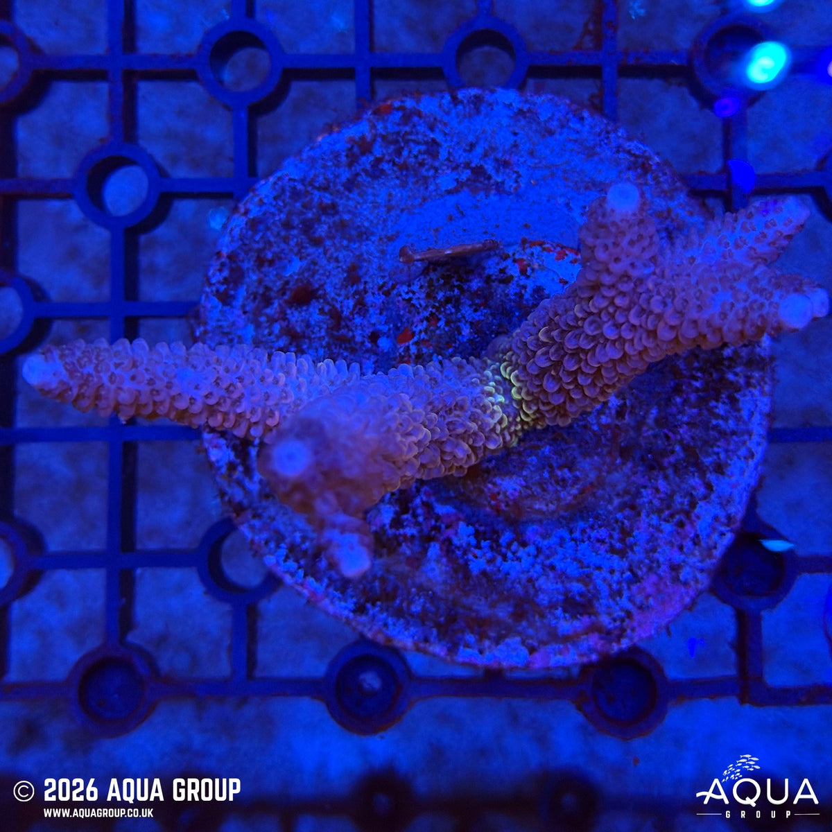 Assorted Acropora #6 - WYSIWYG