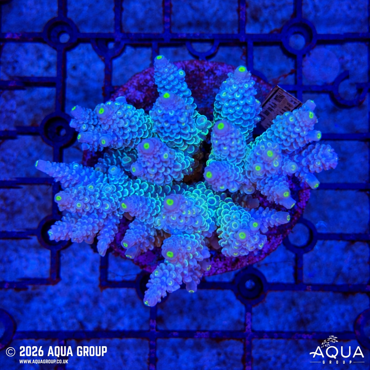 Assorted Acropora #7 - WYSIWYG
