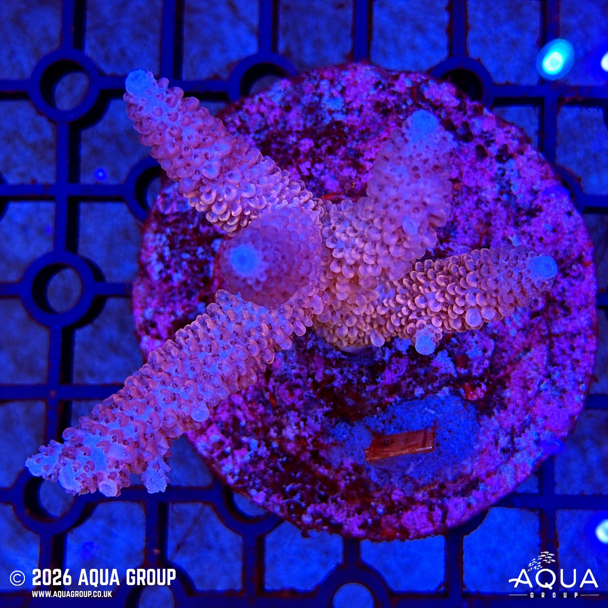 Assorted Acropora #8 - WYSIWYG