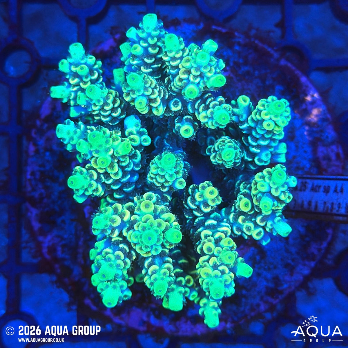 Assorted Acropora #9 - WYSIWYG