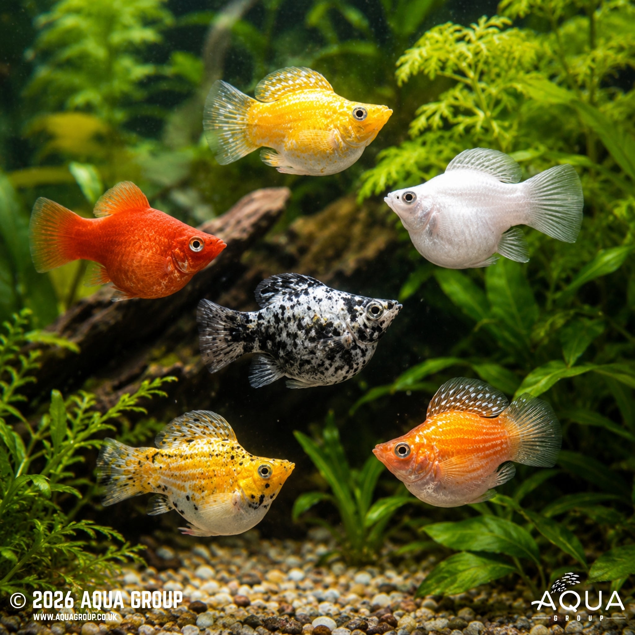 Assorted Balloon Molly - Poecilia latipinna